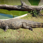 crocodilo-zoo-soro