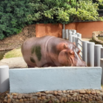 hipopotamo zoologico sorocaba