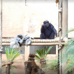 macaco-zoo-soro
