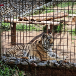 tigre zoo sorocaba
